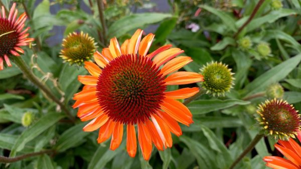 ECHINACEA PRIMA GINGER