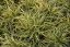 CAREX OSHIMENSIS MOONLIGHT