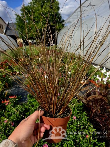 CAREX PETRIEI MILK CHOCOLATE
