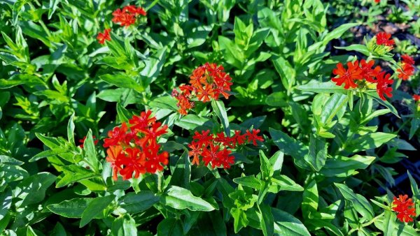 KOHOUTEK PLAMENY – LYCHNIS CHALCEDONICA SCARLET