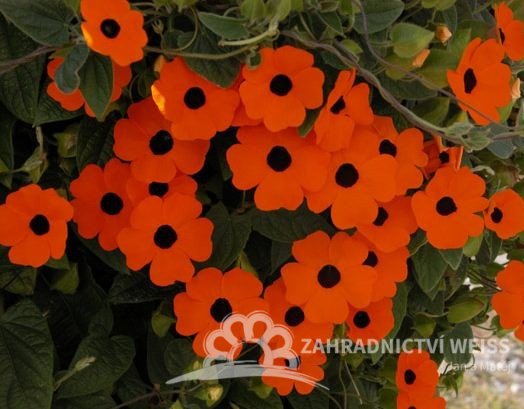 ČERNOOKÁ ZUZANA - THUNBERGIE - TMAVĚ ORANŽOVÁ