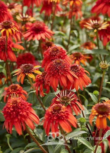 ECHINACEA HOT PAPAYA