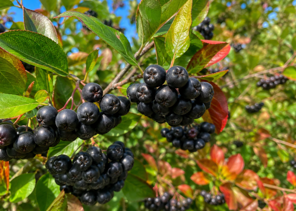 ARONIA MELANOCARPA VIKING – ČERNÝ JEŘÁB