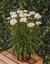 KOPRETINA LEUCANTHEMUM x SUPER. VICTORIAN SECRET