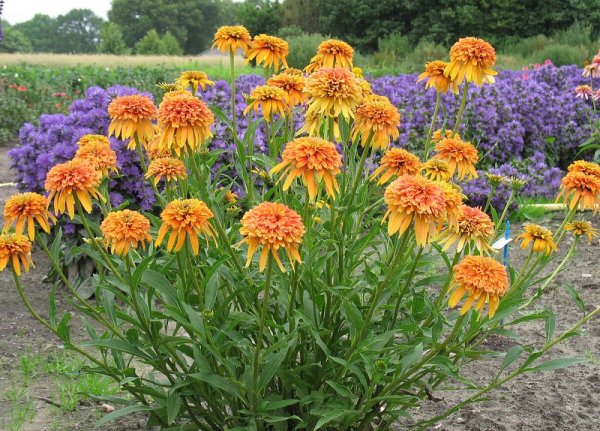 ECHINACEA PURP. MARMALADE