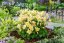 ORLÍČEK – AQUILEGIA CAERULEA EARLYBIRD YELLOW