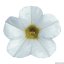 MILLION BELLS – CALIBRACHOA METRO WHITE