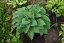 HOSTA  "HALCYON"