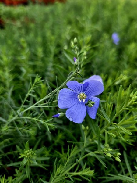 LEN VYTRVALÝ - LINUM PERENNE NANUM BLUE SAPPHIRE