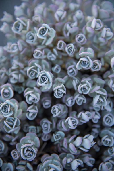 SEDUM CAUTICOLA