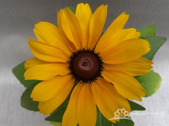 RUDBECKIA HIRTA - "TOTO GOLD"