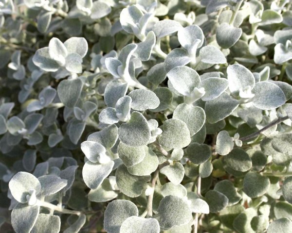 HELICHRYSUM PETIOLARE - SMIL