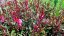 GAURA LINDHEIMERI DARK PINK