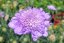 HLAVÁČ - SCABIOSA MARIPOSA BLUE
