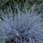 FESTUCA - EISVOGEL