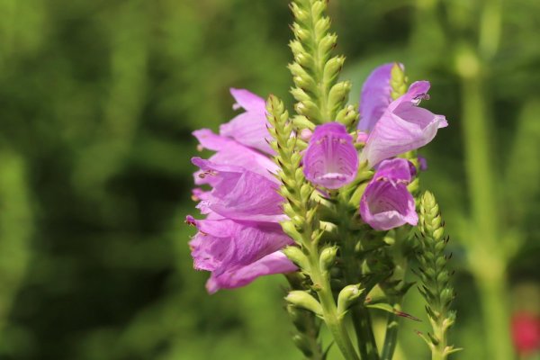 ŘETĚZOVKA RŮŽOVÁ -  PHYSOSTEGIA VIRGINIANA CRYSTAL PEAK  ROSEA