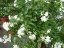 SOLANUM JASMINOIDES - LILEK JASMÍNOKVĚTÝ