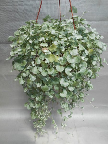 DICHONDRA SILVER FALLS