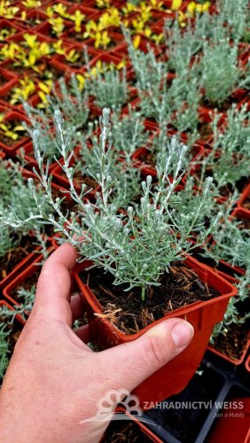 KARI KOŘENÍ - SMIL - HELICHRYSUM ITALICUM DWARF CURRY