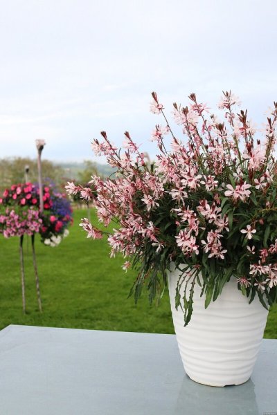 GAURA LINDHEIMERI - GRACEFUL LIGHT PINK
