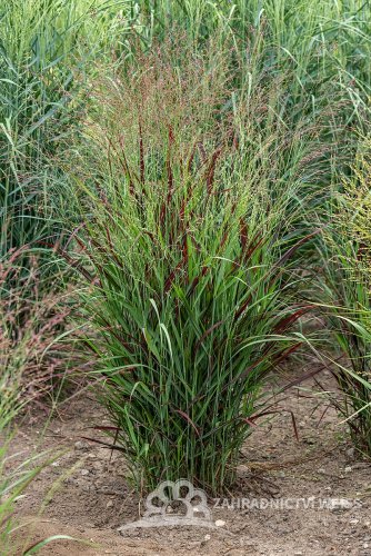 PROSO PRUTNATÉ - PANICUM VIRGATUM SANGRIA