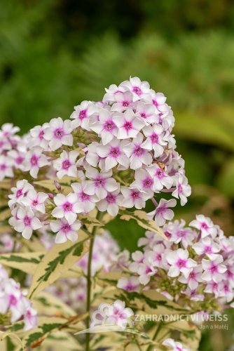 PHLOX PANICULATA - SUMMER FLOWERING NORA LEIGH