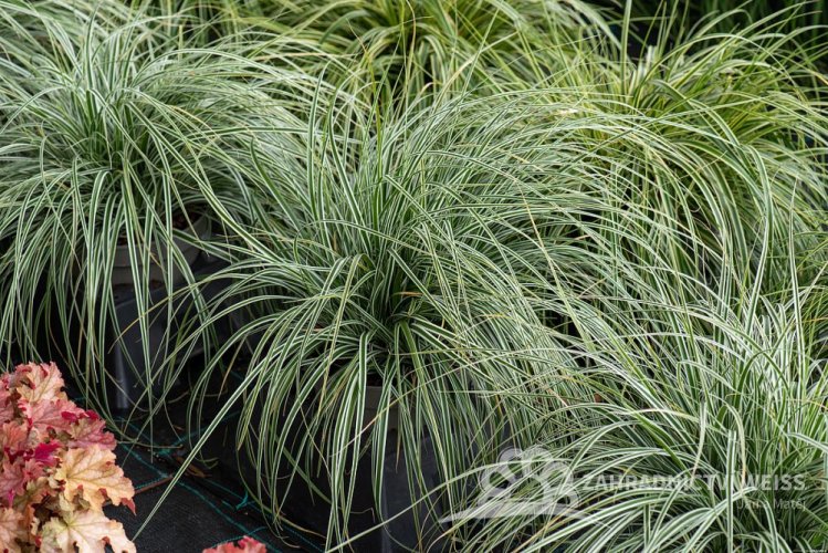 OSTŘICE JAPONSKÁ - CAREX OSHIMENSIS EVEREST