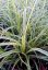 CAREX MORROWII (OSTŘICE JAPONSKÁ) VANILLA ICE