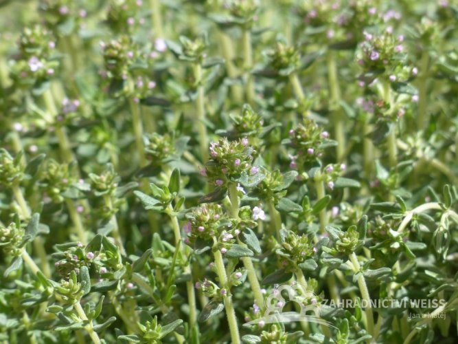 TYMIÁN OBECNÝ
