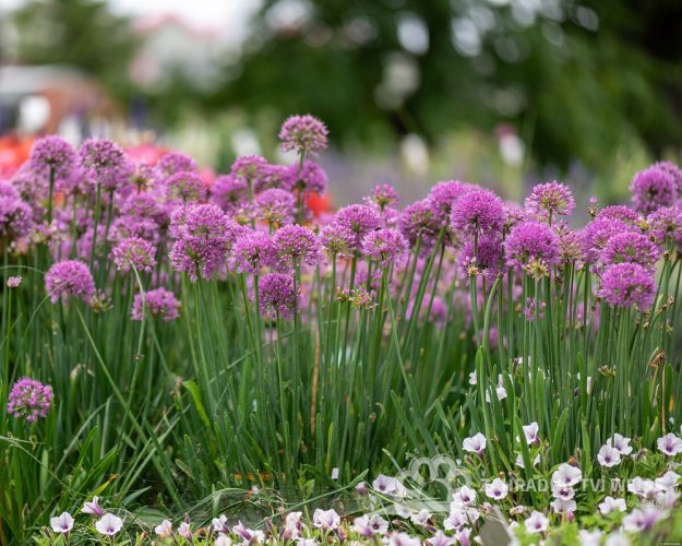OKRASNÝ ČESNEK - ALLIUM HYBRIDA SERENDIPITY