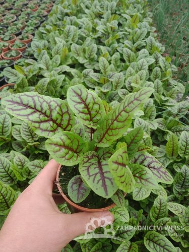 ŠŤOVÍK KRVAVÝ - RUMEX SANGUINEUS