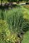 PROSO PRUTNATÉ - PANICUM VIRGATUM PRAIRIE SKY