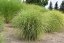 MISCANTHUS SINENSIS - LITTLE ZEBRA