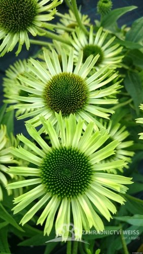 TŘAPATKA - ECHINACEA "GREEN JEWEL"