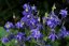 ORLÍČEK - AQUILEGIA ALPINA NAVY BLUE