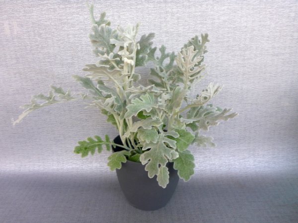 SENECIO - STARČEK