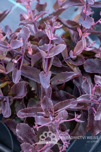SEDUM HYBR. GLOBE PURPLE