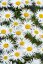 LEUCANTHEMUM MAXIMUM "SWEET DAISY CHER" - KOPRETINA VELKOKVĚTÁ