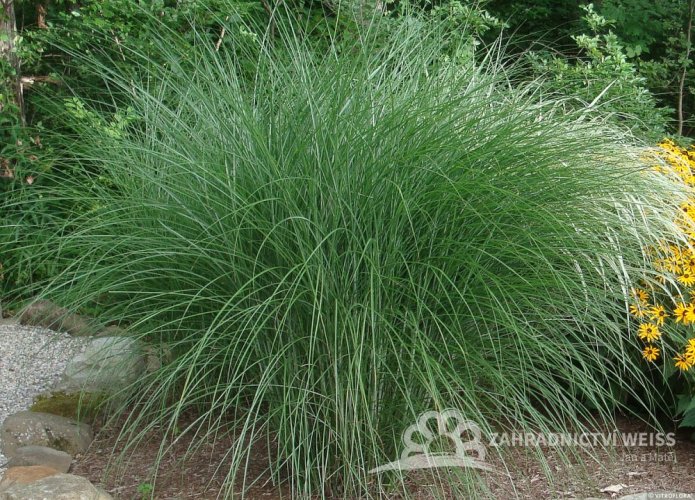 OZDOBNICE ČÍNSKÁ - MISCANTHUS SINENSIS GRACILLIMUS