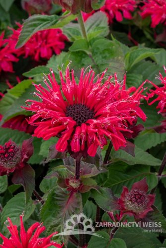 MONARDA HYBRIDA BEE-HAPPY
