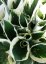 HOSTA HYB. MINUTEMAN