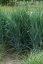 PROSO PRUTNATÉ –  PANICUM VIRGATUM BLUE FOUNTAIN