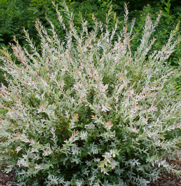 SALIX INTEGRA - HAKURO - NISHIKI