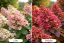 HORTEZIE LATNATÁ - HYDRANGEA PAN. "WIMS RED"