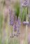 LEVANDULE PROSTŘEDNÍ - LAVANDULA INTERMEDIA DUTCH