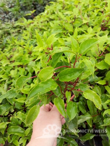 MINI KIWI - SAMIČÍ - ACTINIDIA ARGUTA GENEVA