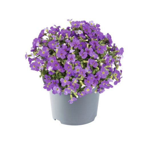 TAŘIČKA - AUBRIETA GRACILIS AUDREY MID BLUE F1