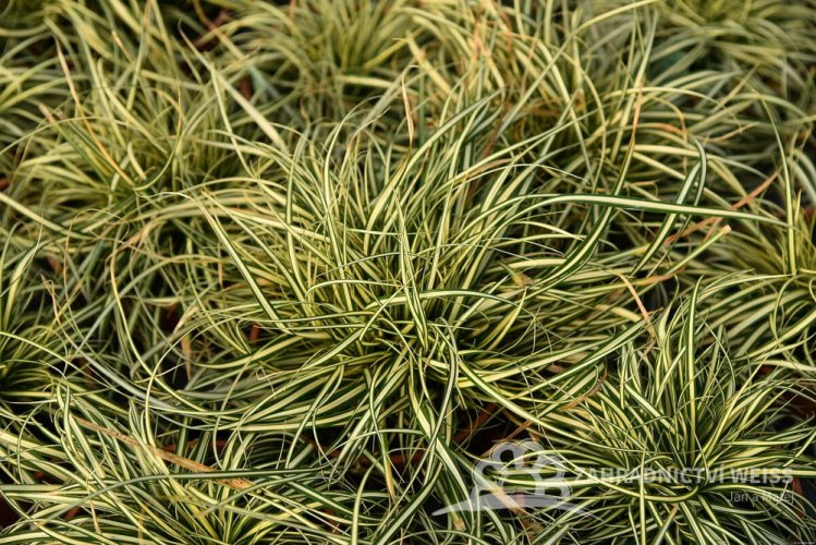 CAREX OSHIMENSIS MOONLIGHT