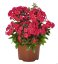 PHLOX PANICULATA - FLAME WATERMELON ®