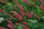 PERSICARIA AMPLEXICAULIS DARK RED - RDESNO